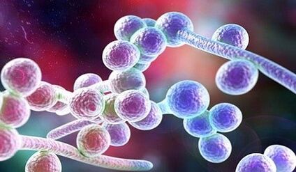 Grzyb Candida
